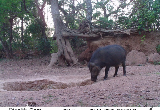 Wild Boar